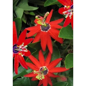 Semeno PASSIFLORA manicata 4 semena