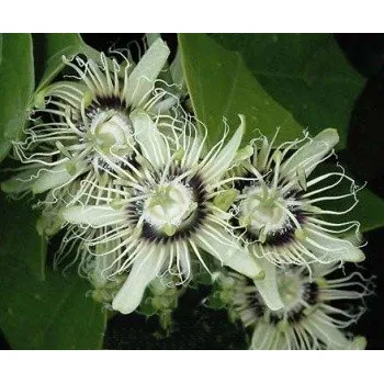 Semeno PASSIFLORA auriculata 3 semena