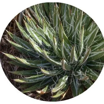 Semeno Agave toumeyana var. toumeyana 4 semena