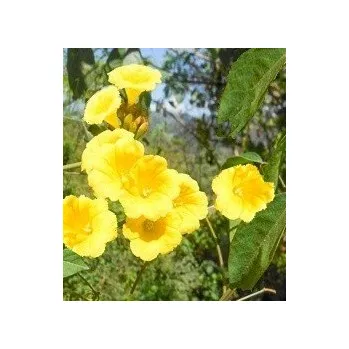 Semeno IPOMOEA aurantiaca 5 semen