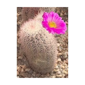 Semeno ECHINOCEREUS bristolii 15 semen