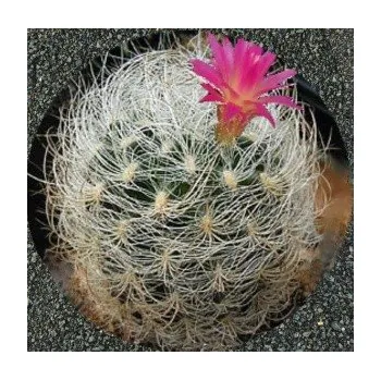 Semeno NEOPORTERIA senilis 10 semen