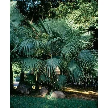 Semeno CHAMAEROPS humilis 5 semen