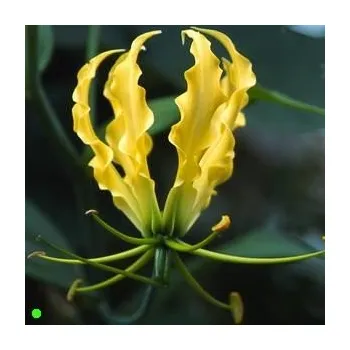 Semeno GLORIOSA lutea 3 semena