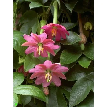 Semeno PASSIFLORA mollisima "Banana Passionfruit" 5 semen