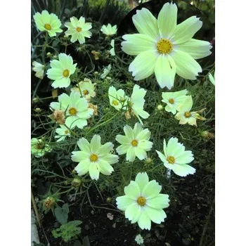 Semeno COSMOS bipinnatus Xanthos 15 ks