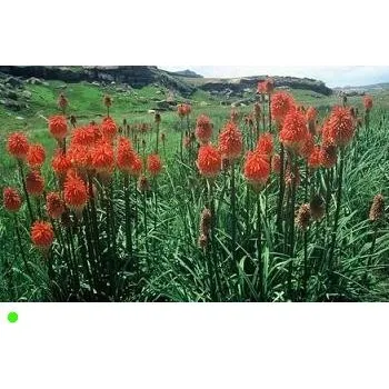 Semeno KNIPHOFIA linearifolia "Mnohokvět" 5 semen