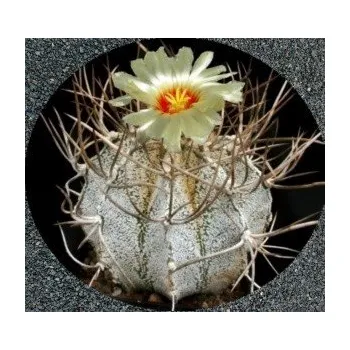 Semeno ASTROPHYTUM niveum 10 semen