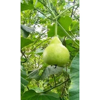 Semeno Lagenaria siceraria "Kalabasa- Indická okurka" 4 semena