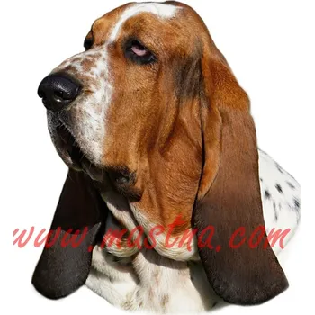 Samolepka baset anglický 530