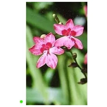 Semeno LAPEIROUSIA laxa 10 semen