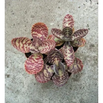 Semeno KALANCHOE humilis figuereidoi 30 semen