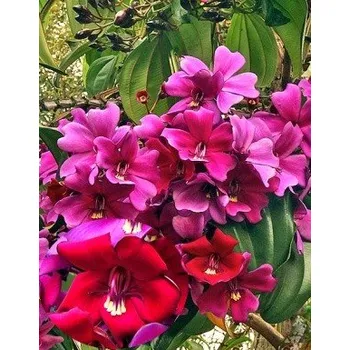 Sazenice Meriania nobilis 8 semen