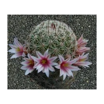 Semeno MAMMILLARIA inaiae 10 semen