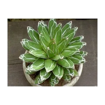 Semeno Agave victoriae-reginae (Huasteca Canyon) 3 semena