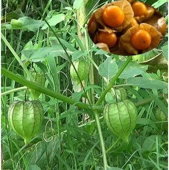 Semeno Physalis minima "Sunberry" 20 semen