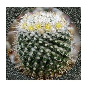 Semeno MAMMILLARIA nejapensis 15 semen