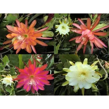 Semeno PHYLLOCACTUS-EPIPHYLLUM mix 10 semen