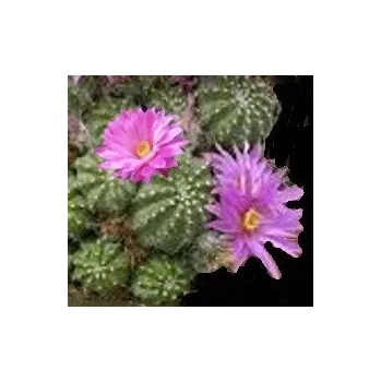 Semeno ECHINOCEREUS pulchellus 10 semen