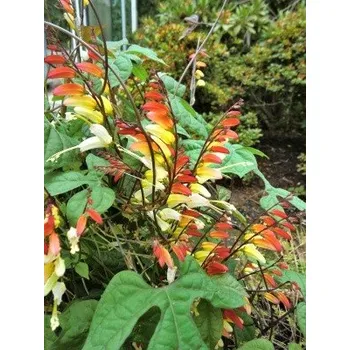 Semeno Quamoclit lobata (Mina lobata, Ipomoea lobata) 20 semen