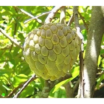 Semeno ANNONA squamosa "Graviola" 3 semena