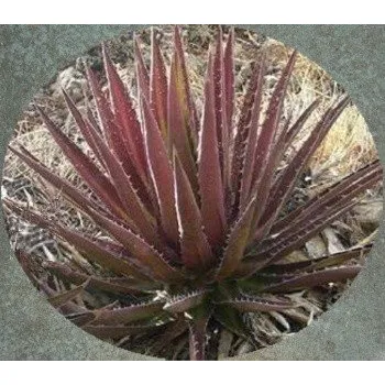 Semeno AGAVE kerchovei Huajuapan Red 4 semena