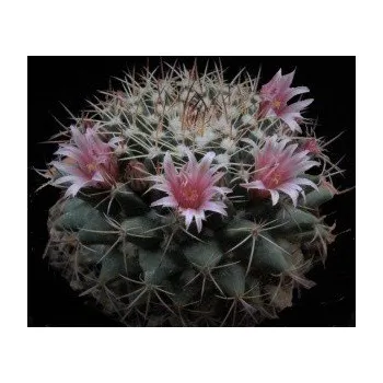 Semeno MAMMILLARIA melanocentra 10 semen