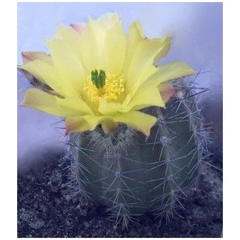 Semeno ECHINOCEREUS subinermis v. ochoterenae 10 semen