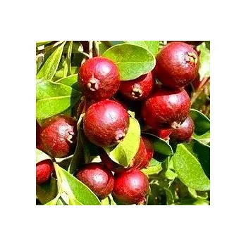 Semeno BOROJOA patinoi "Boroja" 4 semena