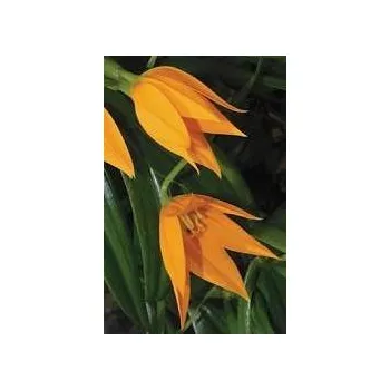 Semeno GLORIOSA modesta 3 semena