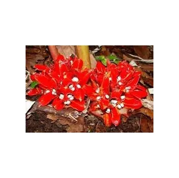 Semeno ZINGIBER chrysanthum 3 semena