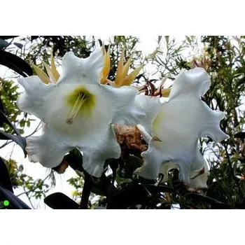 Semeno BEAUMONTIA grandiflora "Herald´s trumpet" 4 semena