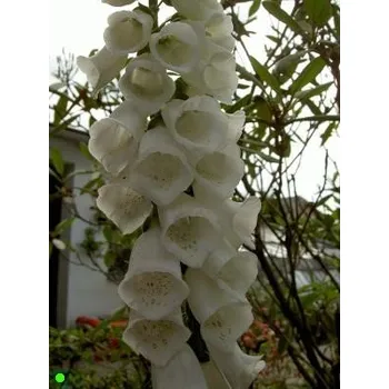 Sazenice DIGITALIS purpurea Alba 100 semen