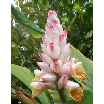 Semeno ALPINIA malaccensis 4 semena