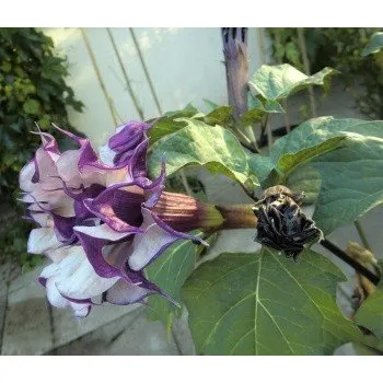 Semeno DATURA metel Double Blackcurrant Swirl 5 semen