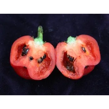 Semeno Paprika chilli Rocoto Red (Capsicum pubescens) 10 semen
