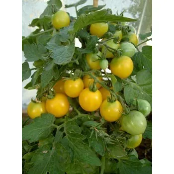 Semeno RAJČE keříčkové žluté 20 semen