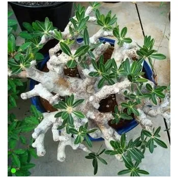 Semeno PACHYPODIUM densiflorum var. densiflorum 2 semena