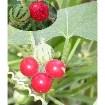 Semeno Mukia maderaspatana 2 semena