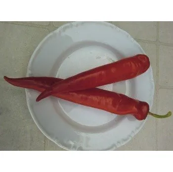 Semeno PAPRIKA kozí roh pálivá Harriet (Capsicum annuum) 15 semen