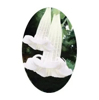 Semeno Brugmansia sanguinea Alba "Andělská trumpeta" 3 semena