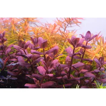 Dekorace do akvária Bacopa sp. Purple (IN-VITRO kelímek Ø 7 cm)