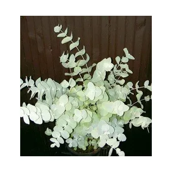 Semeno Eukalyptus cinerea 10 semen