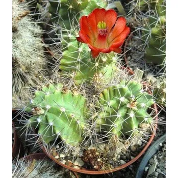 Semeno ECHINOCEREUS triglochidiatus 15 semen