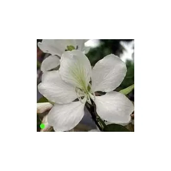 Semeno BAUHINIA alba "Orchidejový strom" 2 semena