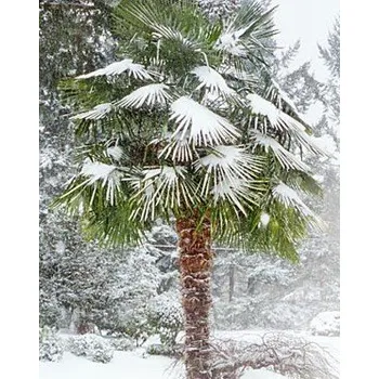 Semeno TRACHYCARPUS fortunei 5 semen