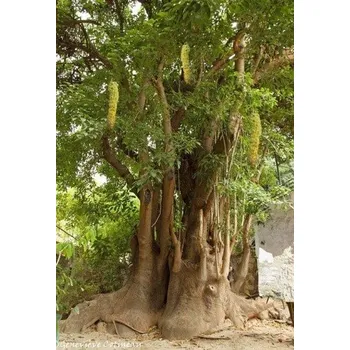 Semeno PHYTOLACCA dioica "Sloní strom" 10 semen