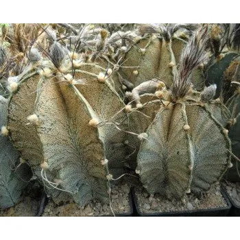 Semeno ASTROPHYTUM capricorne v. minor 10 semen