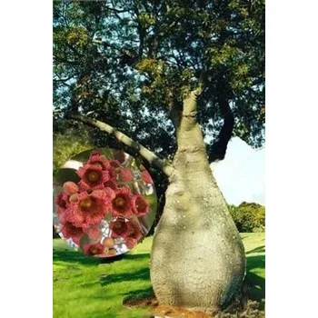 Semeno BRACHYCHITON populneus "Lahvový strom" 5 semen