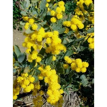Semeno ACACIA baileyana 20 semen